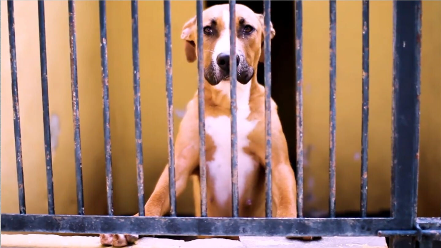 Imagen de un perro llorando en su jaula en el v&iacute;deo viral 'No compres, adopta' 