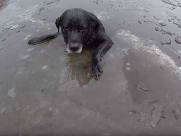 Harvey, un labrador de nueve años, atrapado en el hielo Harvey, un labrador de nueve años, atrapado en el hielo