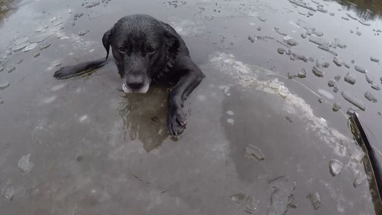 El heroico rescate de un perro atrapado en un río congelado