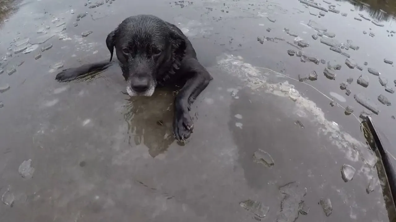 El heroico rescate de un perro atrapado en un río congelado