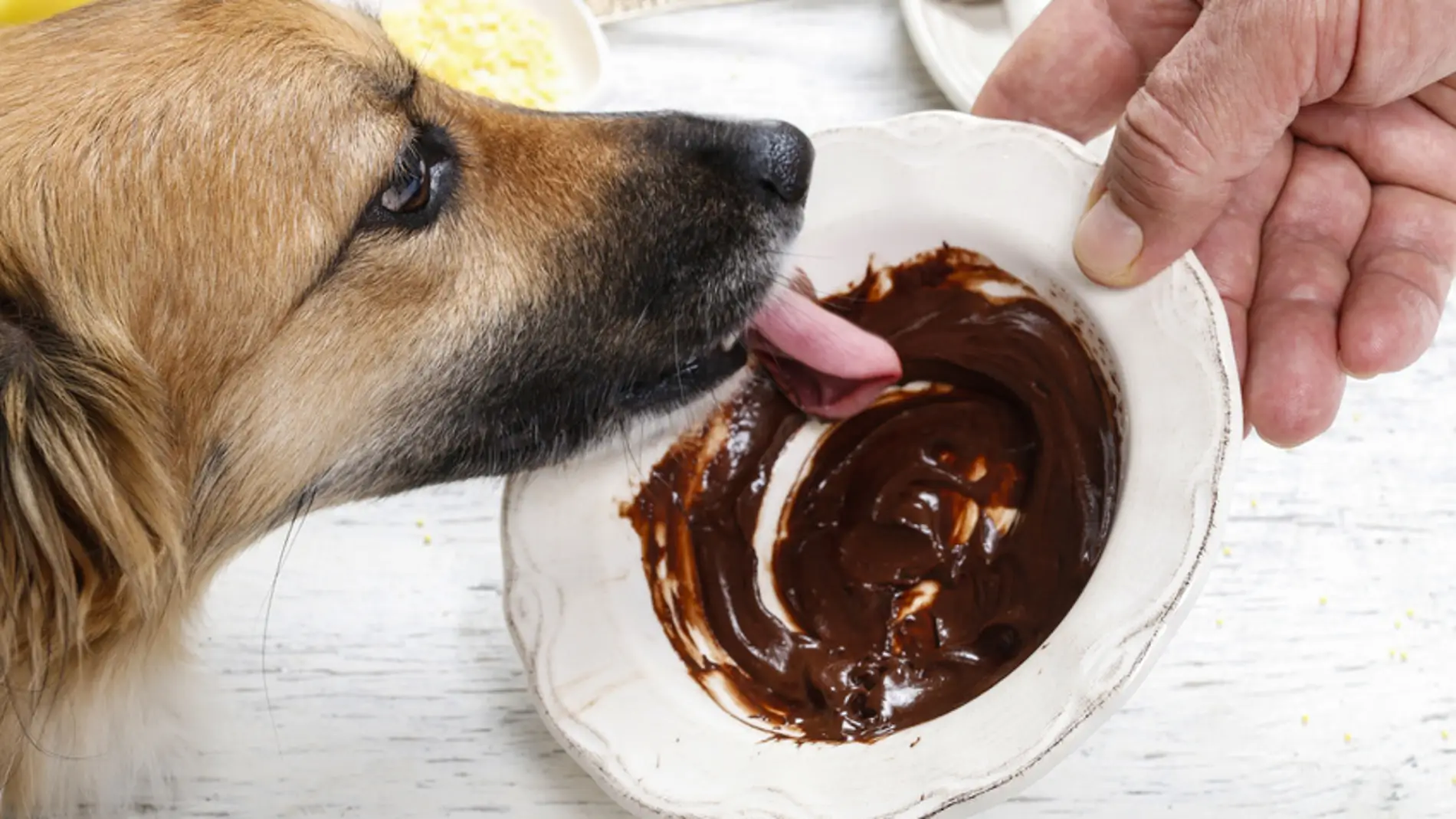 En Navidad se cuadriplica el riesgo de que tu perro se intoxique por chocolate