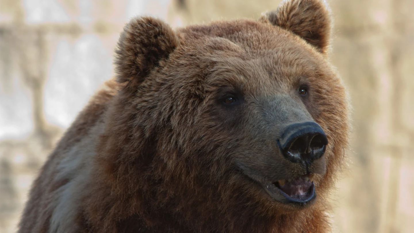 Oso pardo Oso pardo