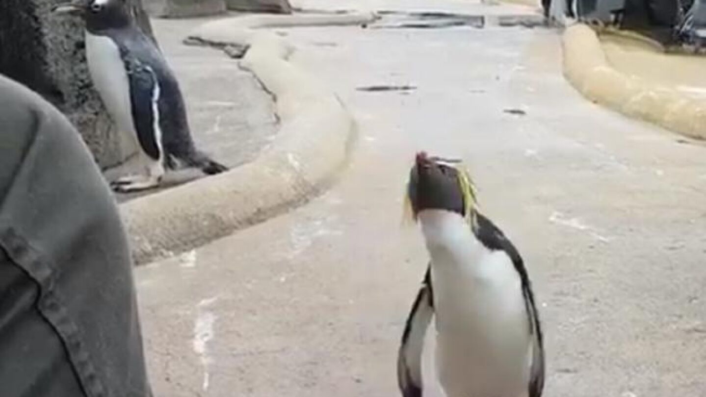 Imagen del 'ping&uuml;ino m&aacute;s feliz del mundo'