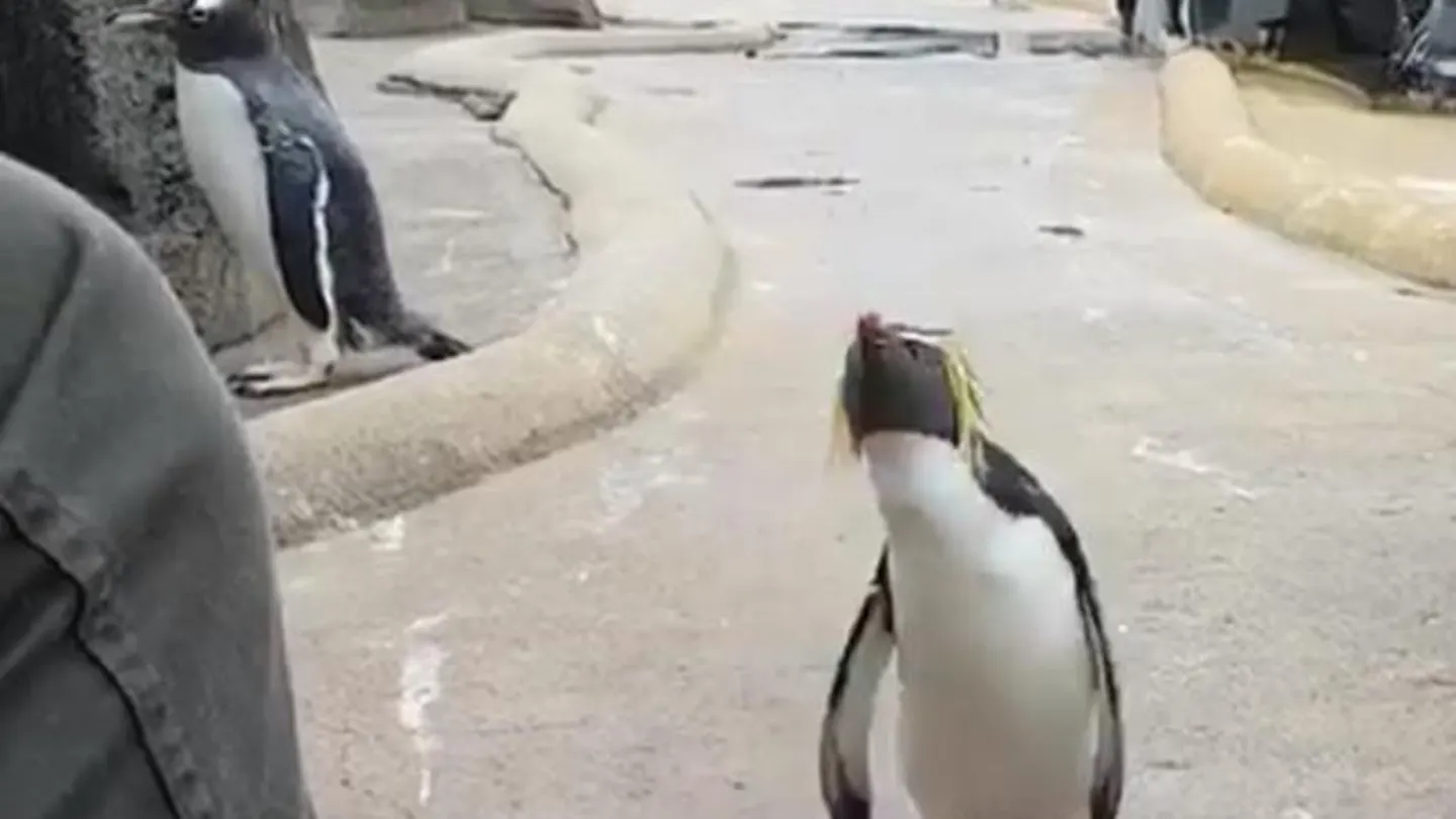 Imagen del 'pingüino más feliz del mundo' Imagen del 'pingüino más feliz del mundo'