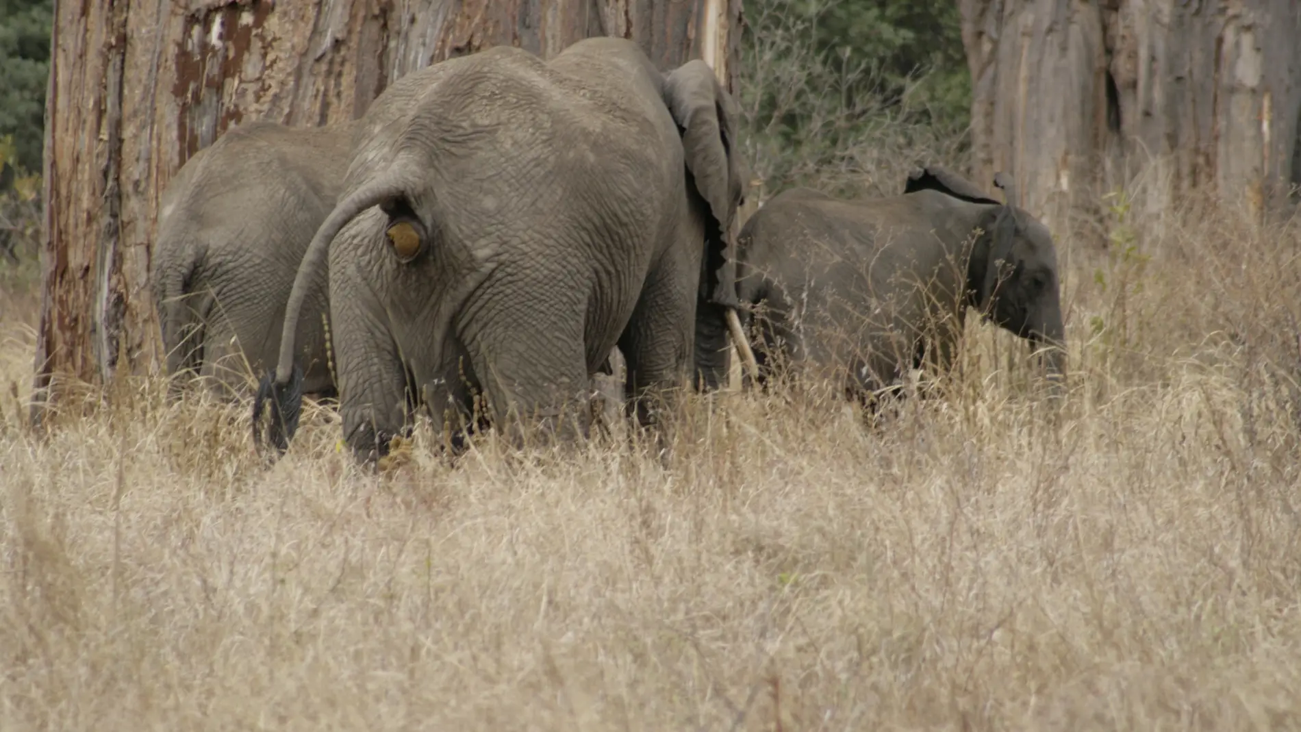 Caca de elefante dildos para tortugas gatos liquidos las investigaciones mas locas del ano