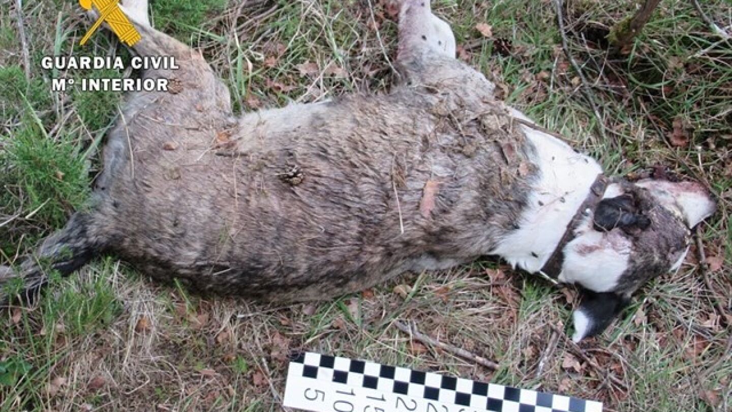 El cad&aacute;ver del perro abandonado en un monte de Burgos