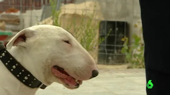 Imagen de un perro de raza Bull Terrier Imagen de un perro de raza Bull Terrier