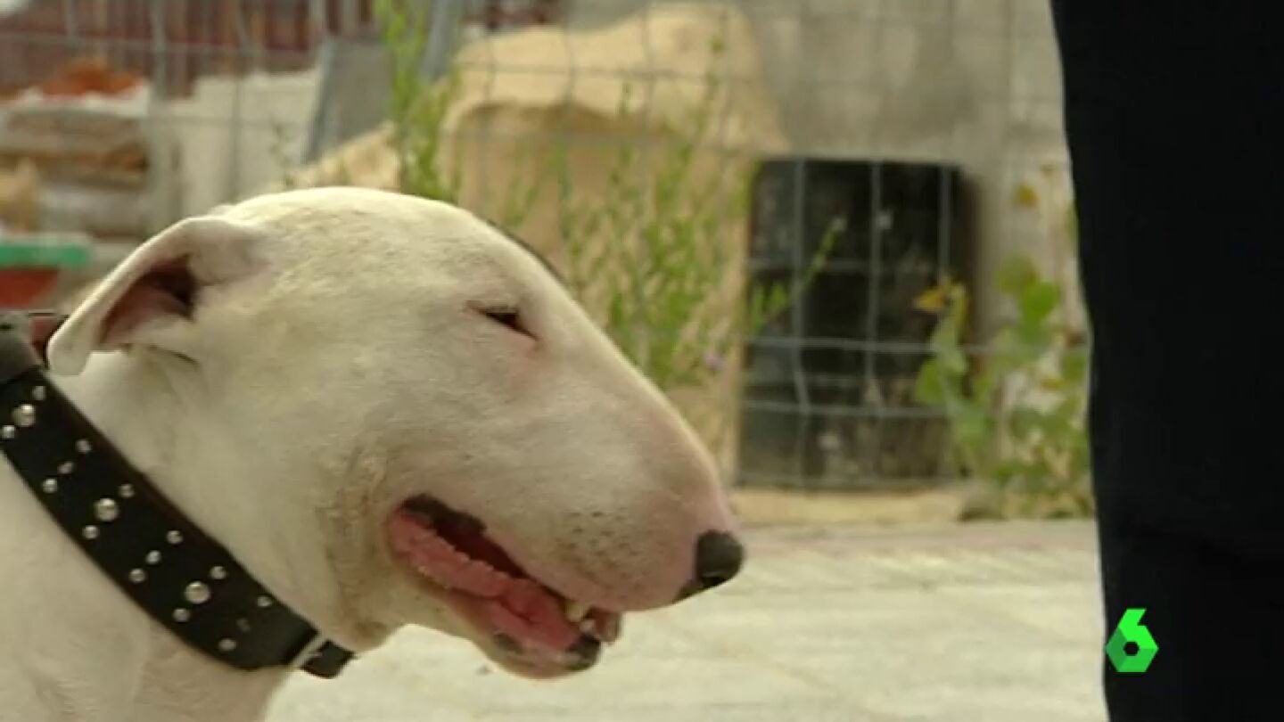 Imagen de un perro de raza Bull Terrier