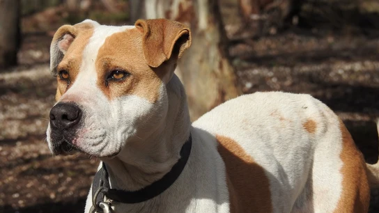 Foto de un pitbull Foto de un pitbull