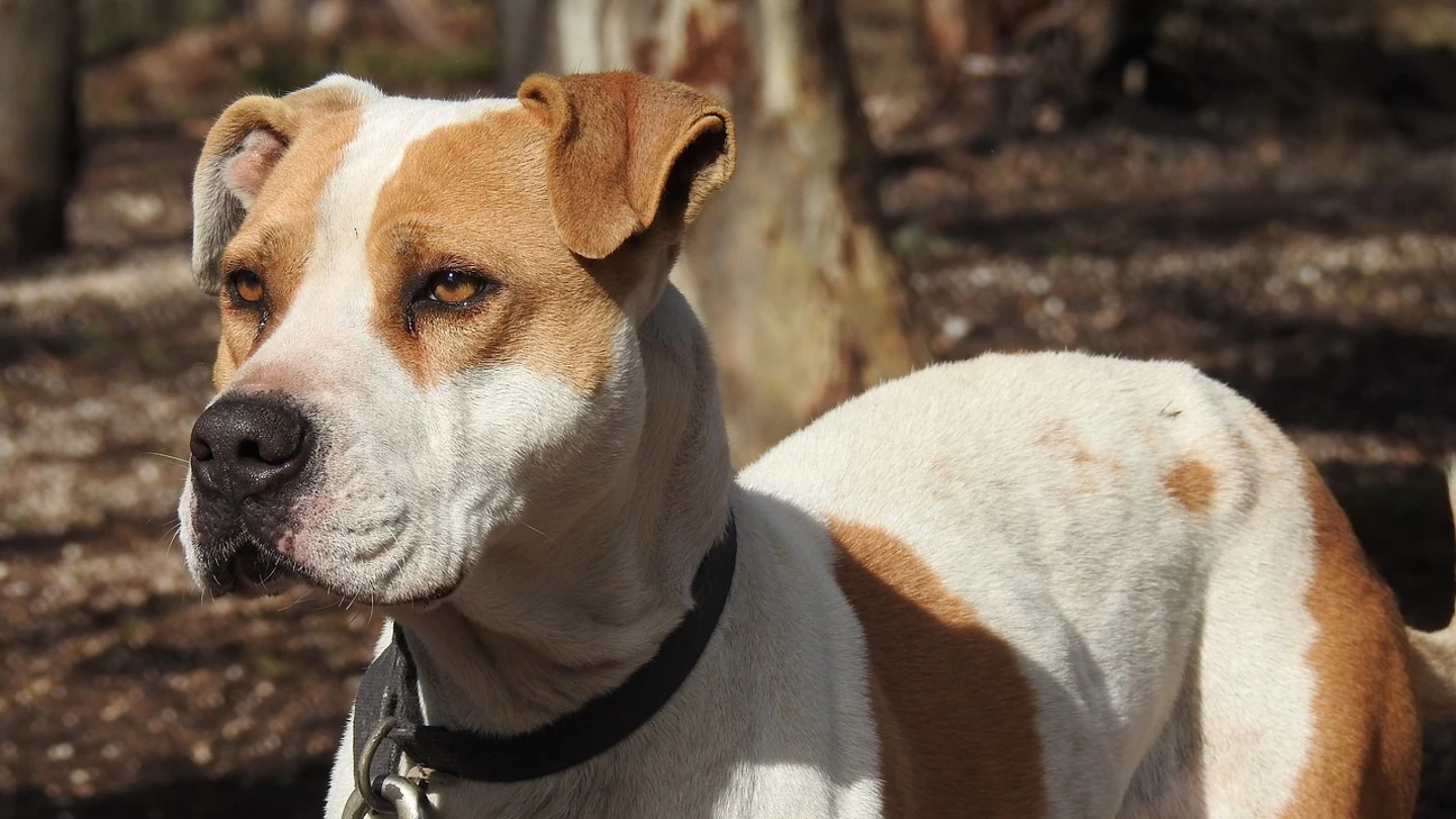 Foto de un pitbull Foto de un pitbull
