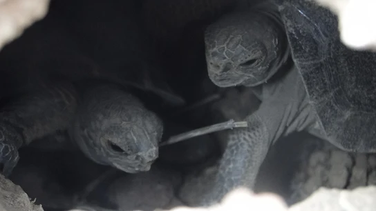 Dos tortugas de corta edad en la Isla Pinzón Dos tortugas de corta edad en la Isla Pinzón