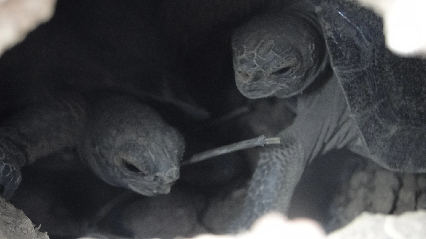 Dos tortugas de corta edad en la Isla Pinzón Dos tortugas de corta edad en la Isla Pinzón