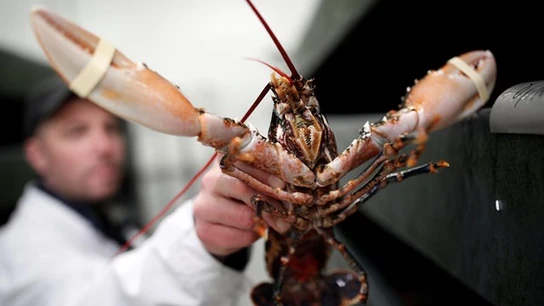 Una langosta a punto de ser cocinada Una langosta a punto de ser cocinada