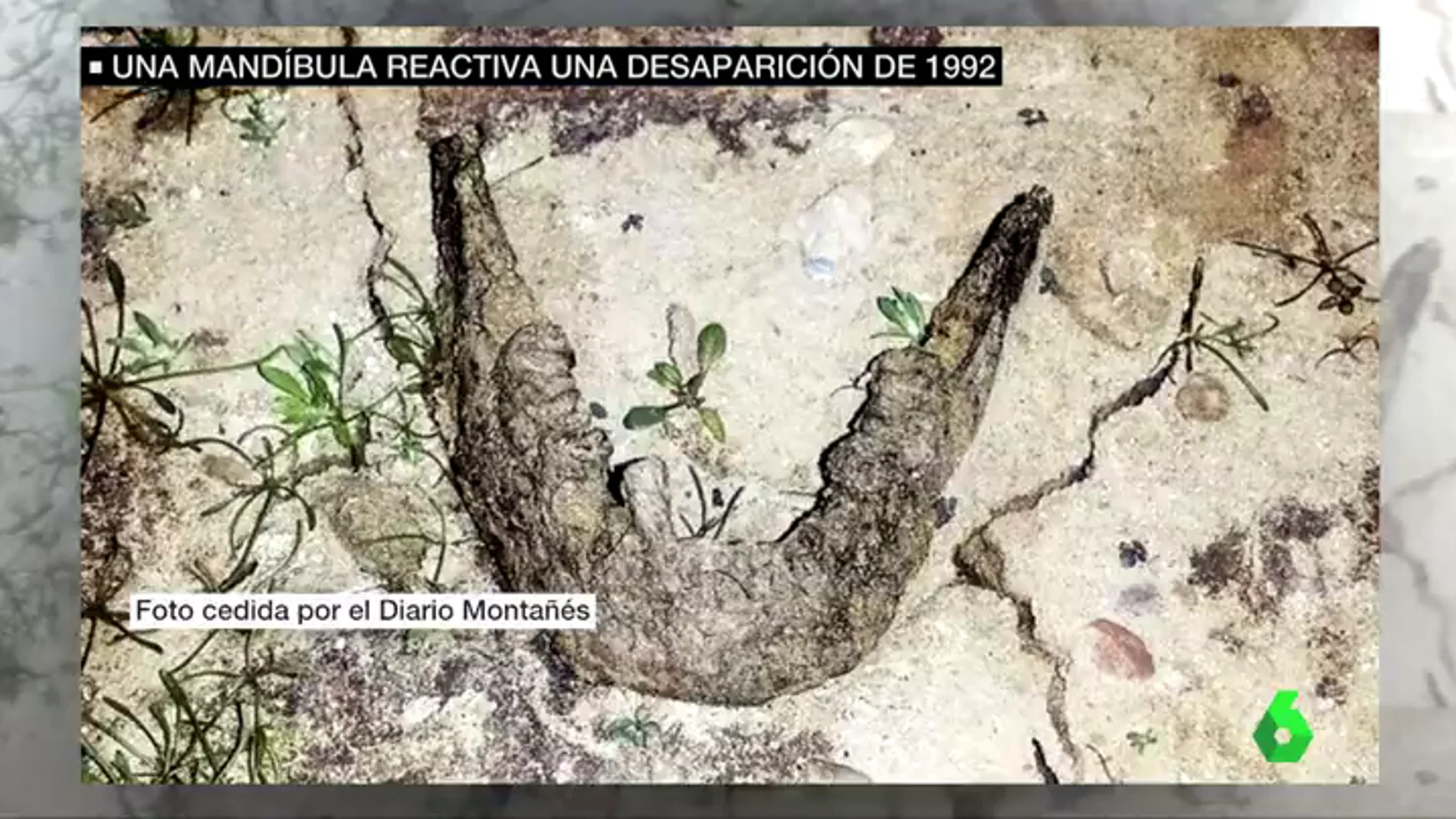 Mandíbula encontrada en el pantano del Ebro