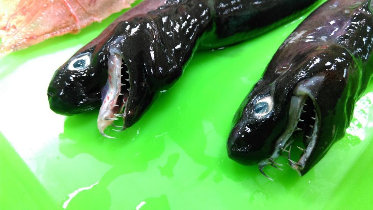 Dos ejemplares de 'tibur&oacute;n v&iacute;bora' capturados en aguas taiwanesas
