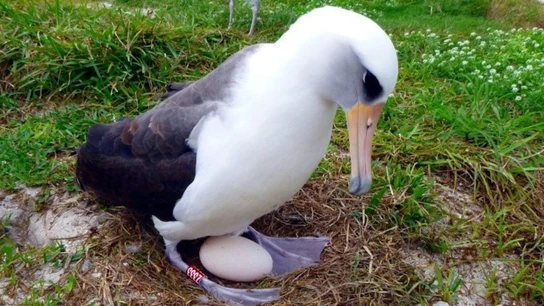 La hembra de albatros Wisdom pone un huevo La hembra de albatros Wisdom pone un huevo
