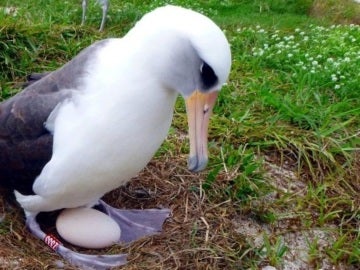La hembra de albatros Wisdom pone un huevo La hembra de albatros Wisdom pone un huevo