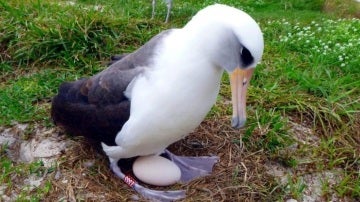 La hembra de albatros Wisdom pone un huevo