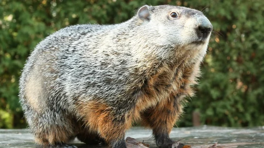 Punxsutawney. Día de la Marmota Qué sería un viaje a Punxsutawney sin visitar a Phil. Llega el día de la marmota
