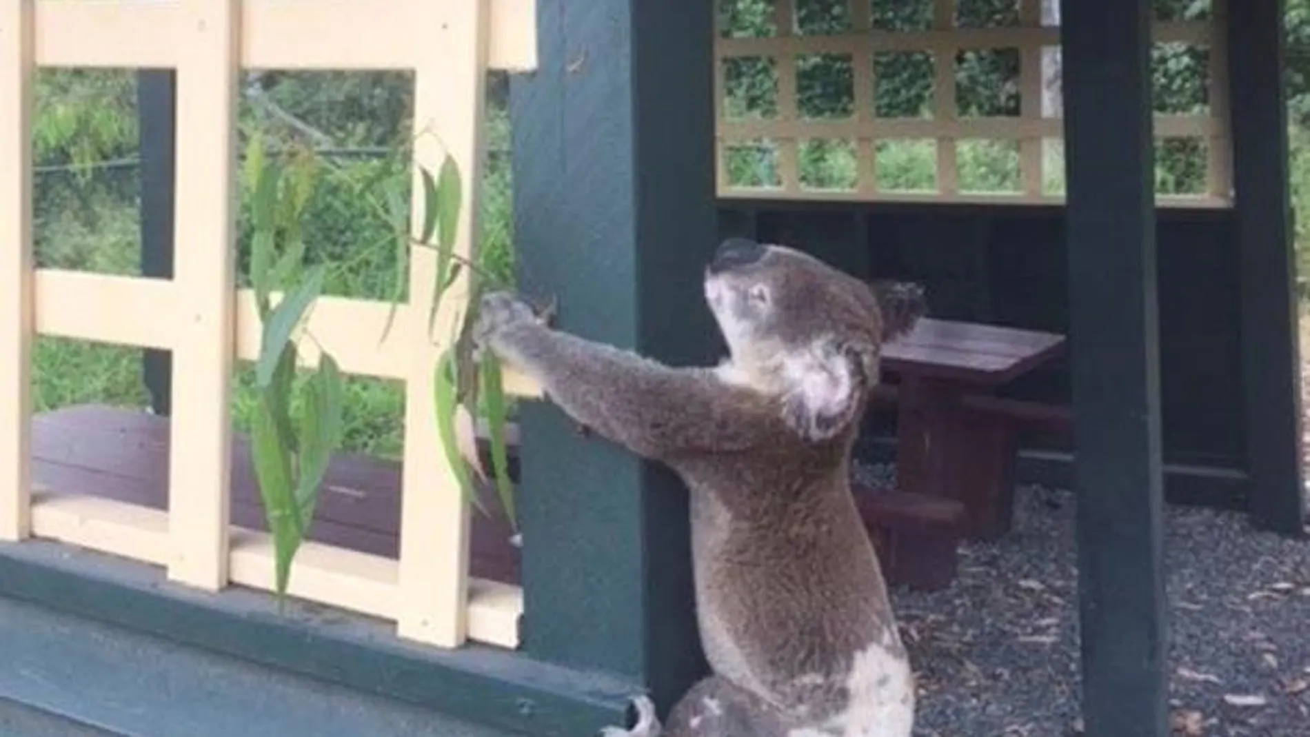 El koala muerto atornillado a un poste en el parque Brooloo