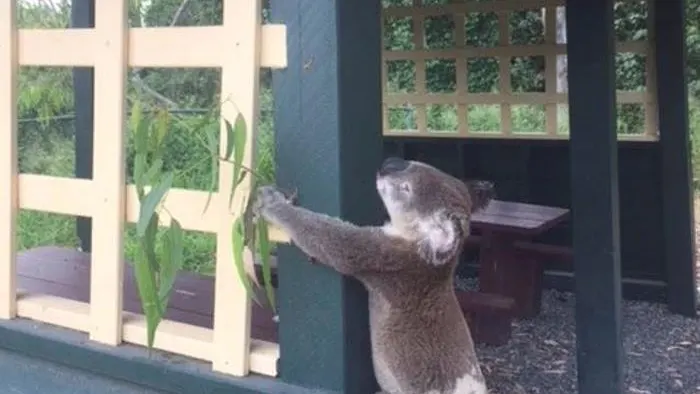 El koala muerto atornillado a un poste en el parque Brooloo