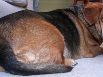 Los veterinarios aconsejan fijarse en la grasa en el vientre para saber si un animal de compañía está gordo 
