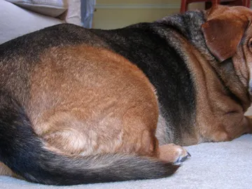 Los veterinarios aconsejan fijarse en la grasa en el vientre para saber si un animal de compañía está gordo Los veterinarios aconsejan fijarse en la grasa en el vientre para saber si un animal de compañía está gordo