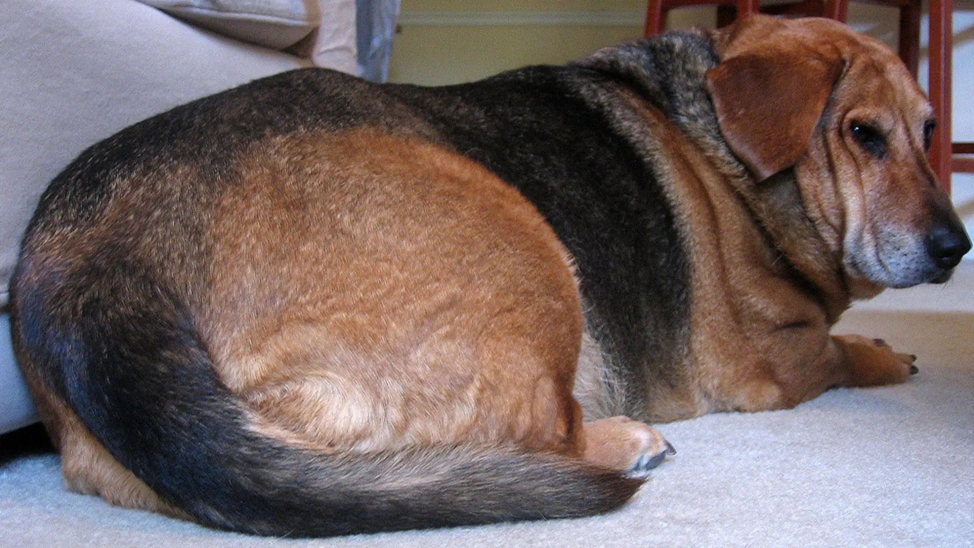 Los veterinarios aconsejan fijarse en la grasa en el vientre para saber si un animal de compañía está gordo 