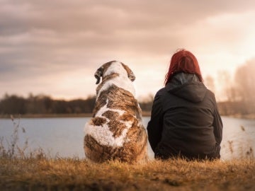 Se celebra en España el primer juicio por la custodia de un animal Se celebra en España el primer juicio por la custodia de un animal