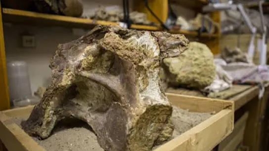 Fragmentos que pertenecen al dinosaurio Fragmentos que pertenecen al dinosaurio