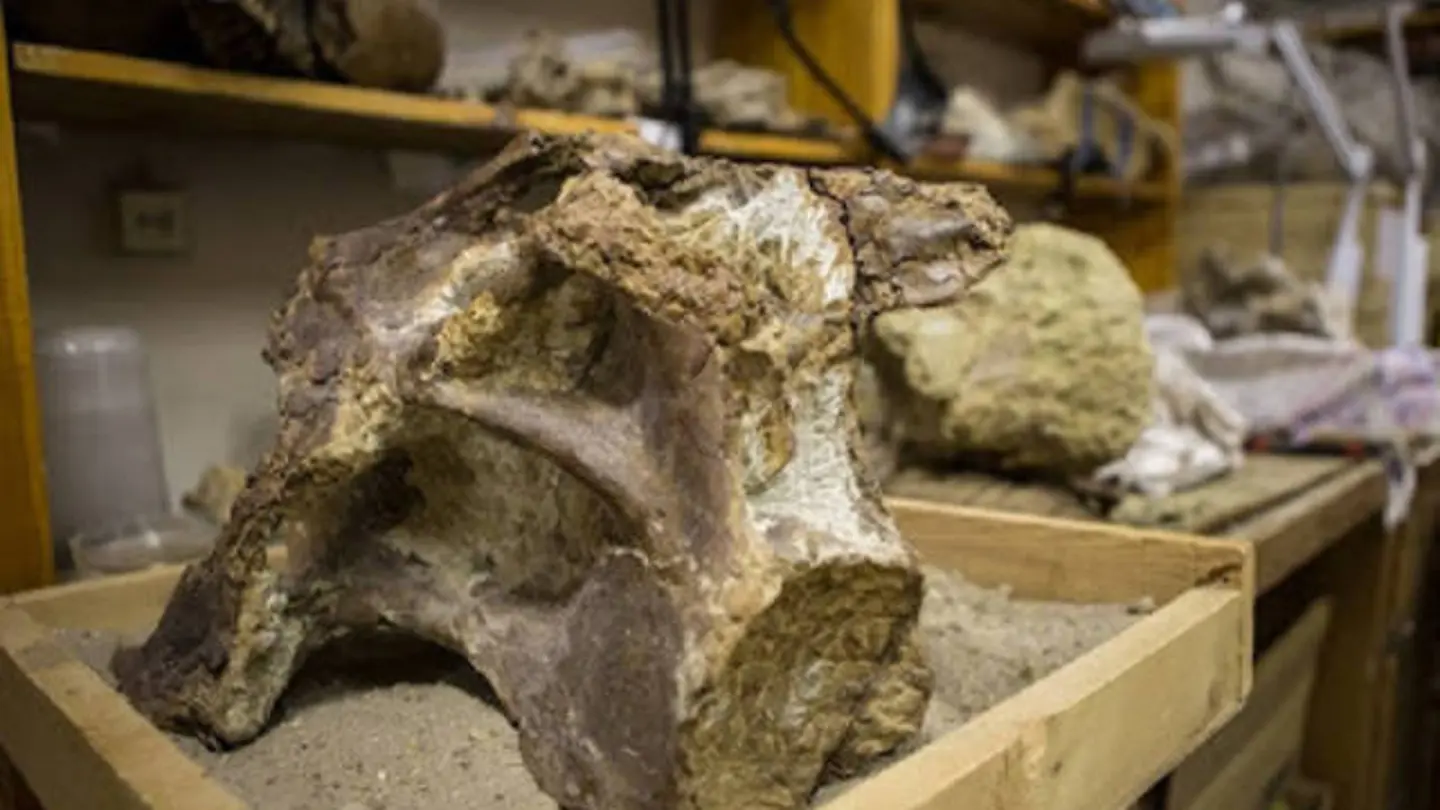 Fragmentos que pertenecen al dinosaurio Fragmentos que pertenecen al dinosaurio