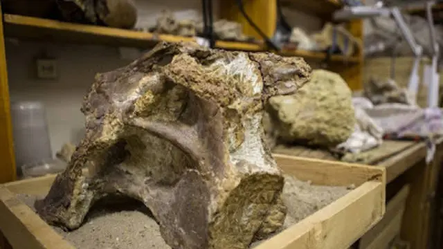 Fragmentos que pertenecen al dinosaurio