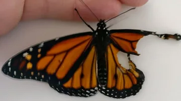 Mariposa Reina con el ala rota