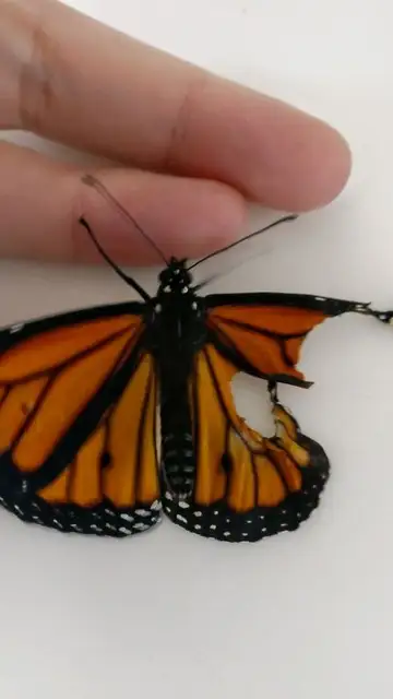 Mariposa Reina con el ala rota Mariposa Reina con el ala rota
