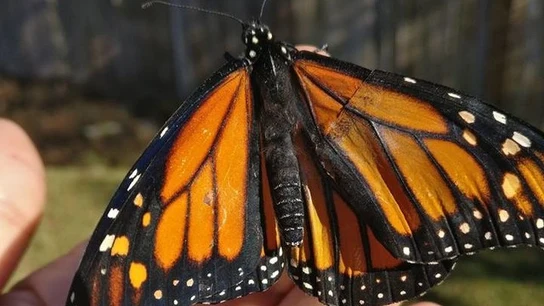 Mariposa reina con el ala operada Mariposa reina con el ala operada