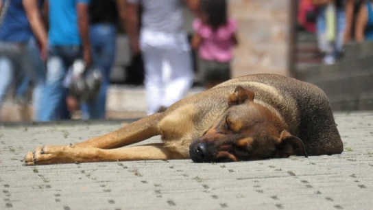 Imagen de un perro tumbado en la calle en una imagen de archivo Imagen de un perro tumbado en la calle