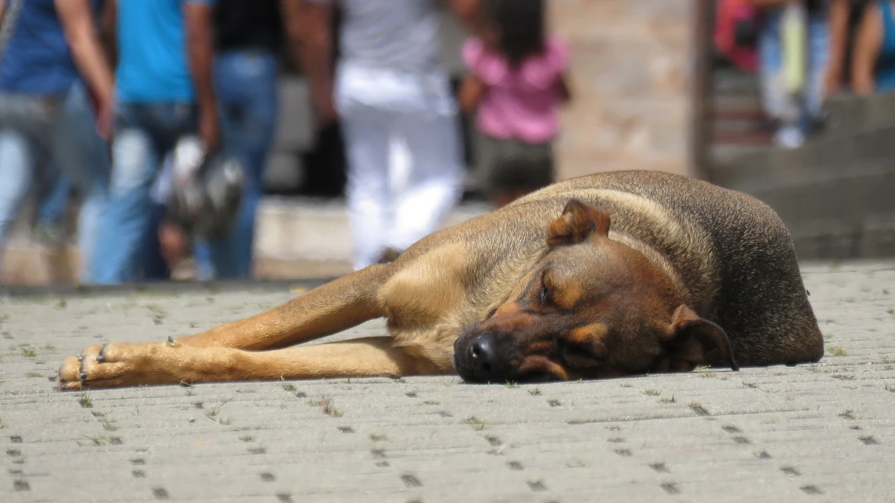 Imagen de un perro tumbado en la calle