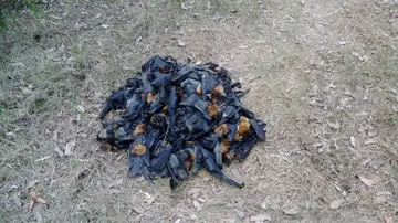 Cadáveres de murciélagos muertos por el calor en Australia