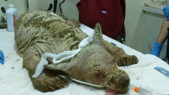 Eve es atendida por los veterinarios Eve es atendida por los veterinarios