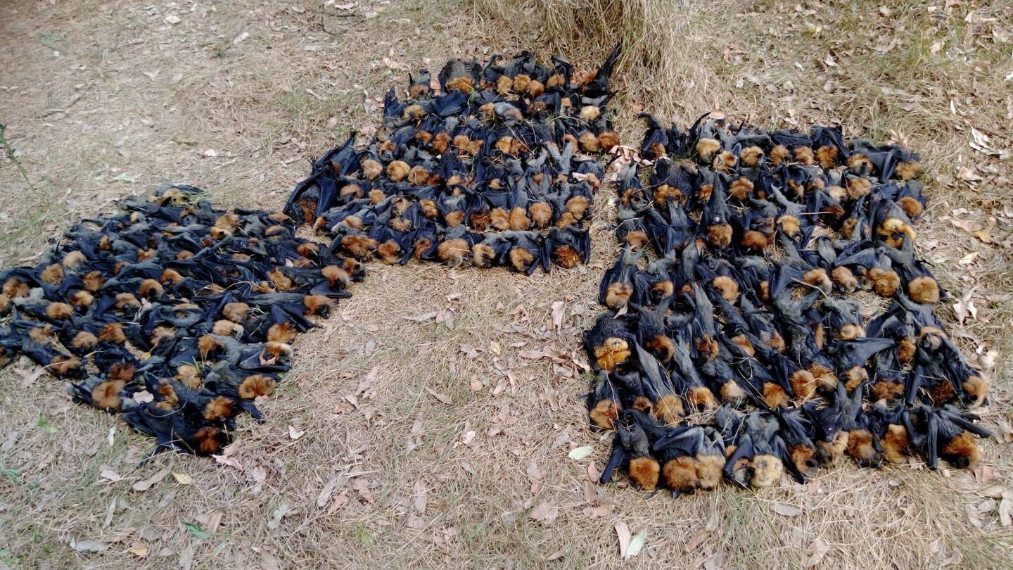 Cientos de cad&aacute;veres de murci&eacute;lagos en Campbelltown