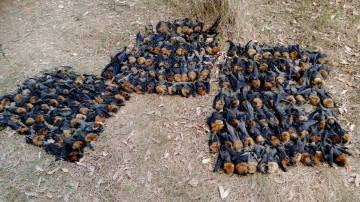 Cientos de cadáveres de murciélagos en Campbelltown
