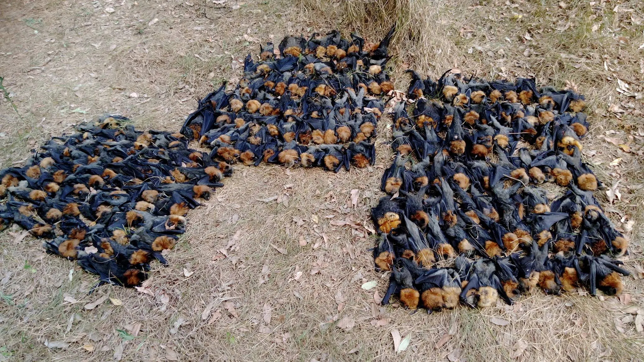 Cientos de cadáveres de murciélagos en Campbelltown