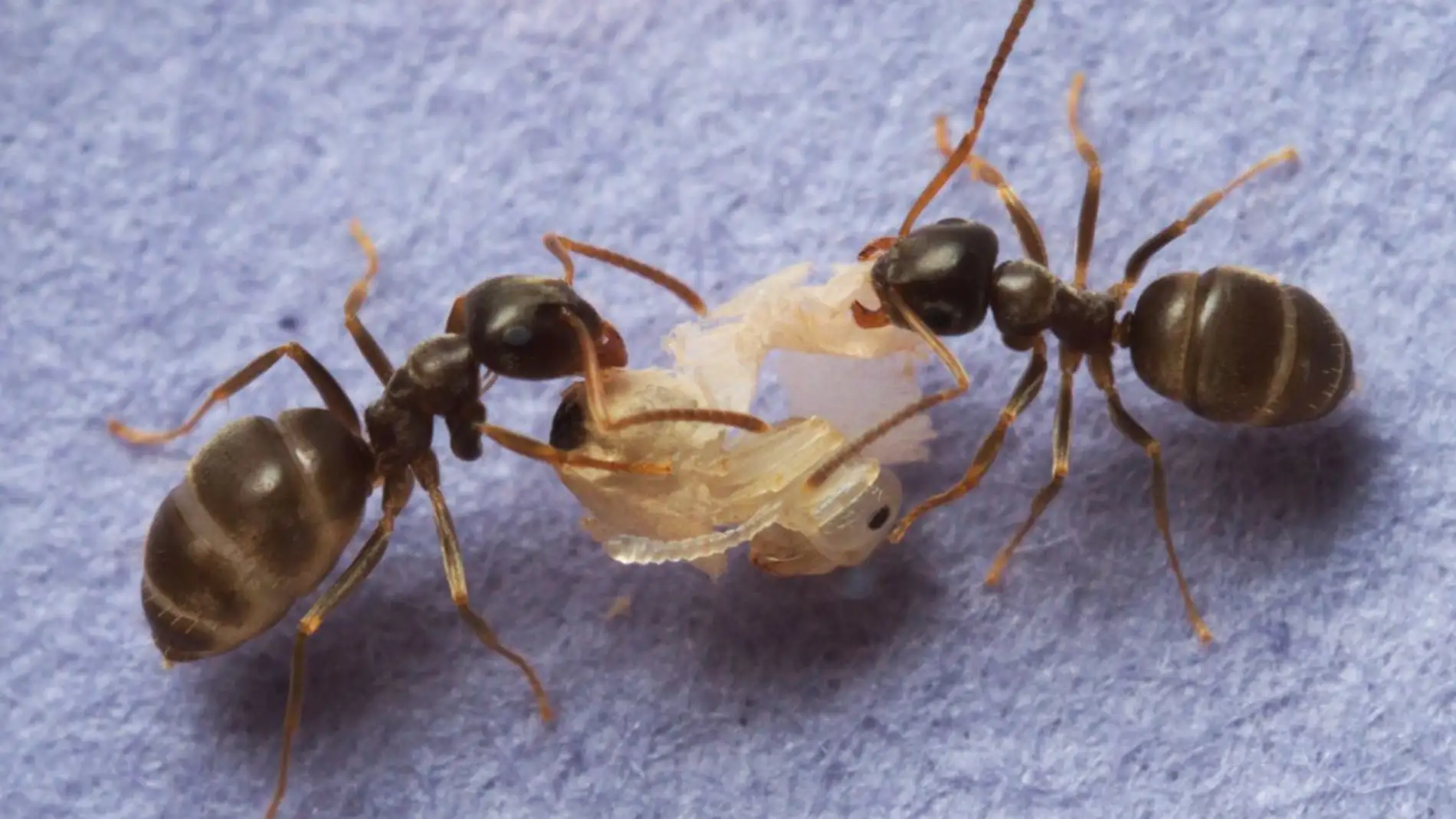 Las hormigas sacrifican a las enfermas para evitar epidemias en sus colonias