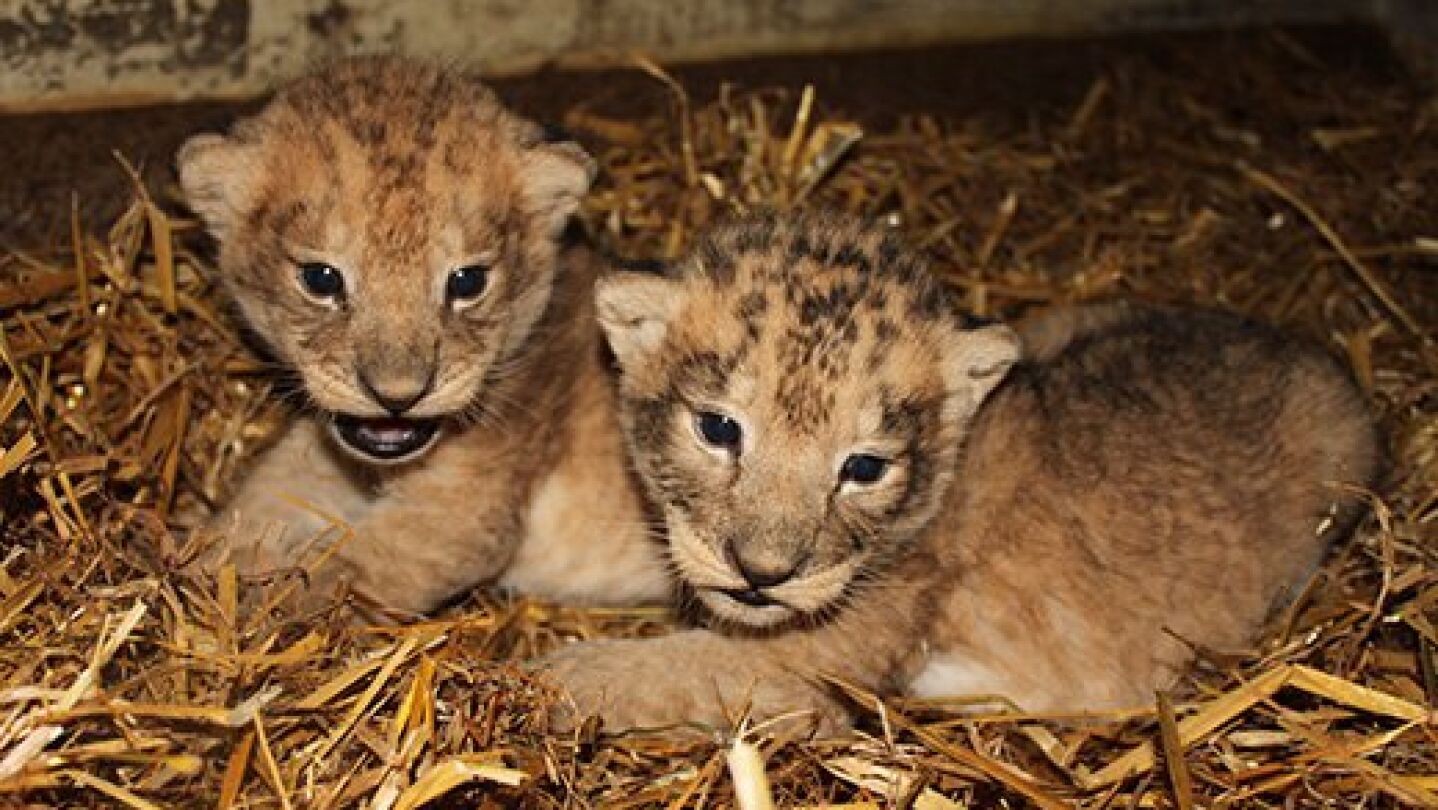 Dos de los cachorros del zoo Bor&aring;s Djurpark 