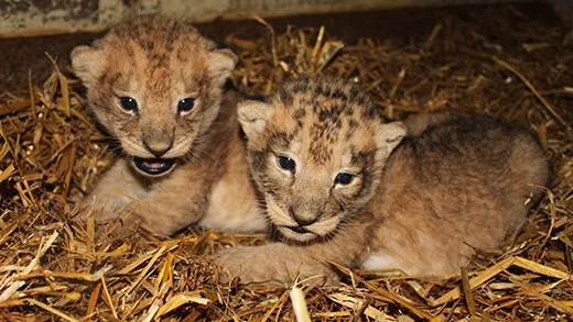 Dos de los cachorros del zoo Borås Djurpark 