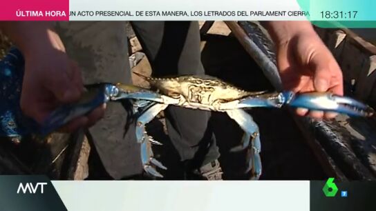 Imagen de un cangrejo azul