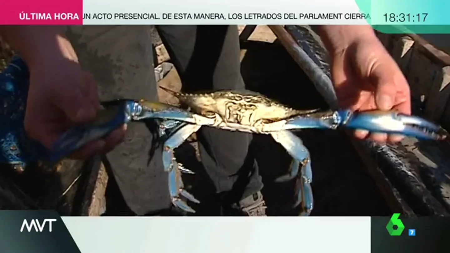Imagen de un cangrejo azul Imagen de un cangrejo azul