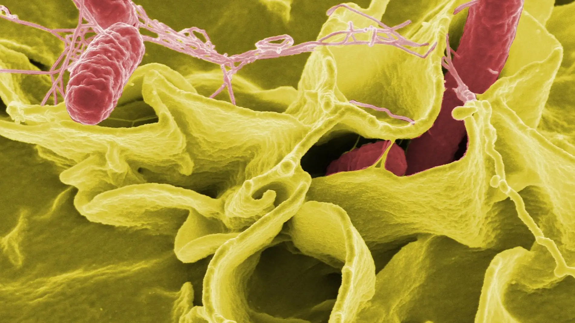 La salmonela causo una de las epidemias mas devastadoras del siglo XVI en Mexico