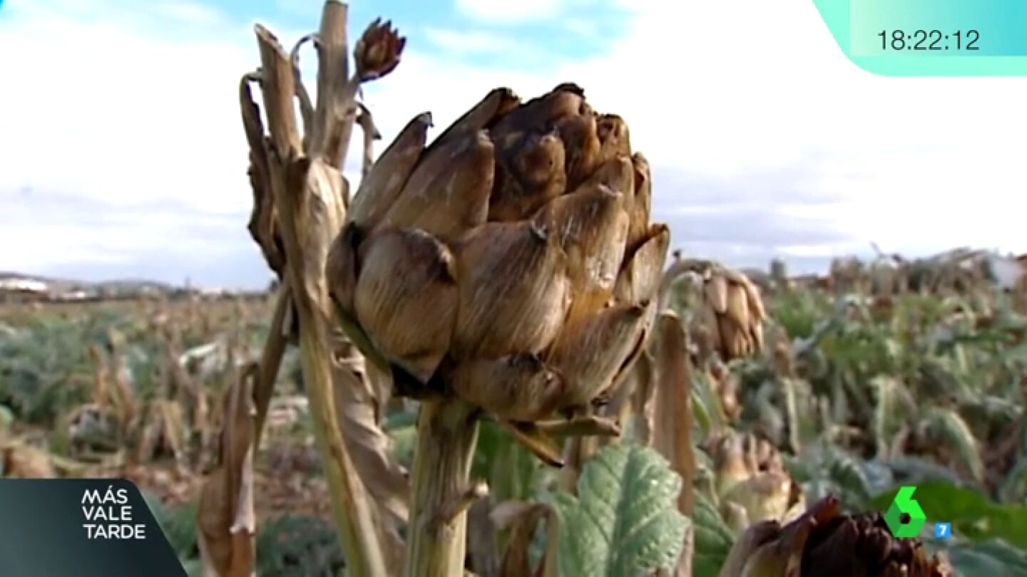 Alcachofa