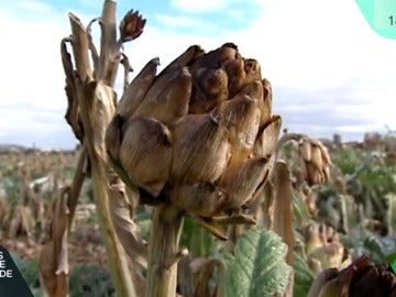 Alcachofa Alcachofa